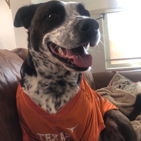 Meet your Posher, Lucas - Picture 1 of 1